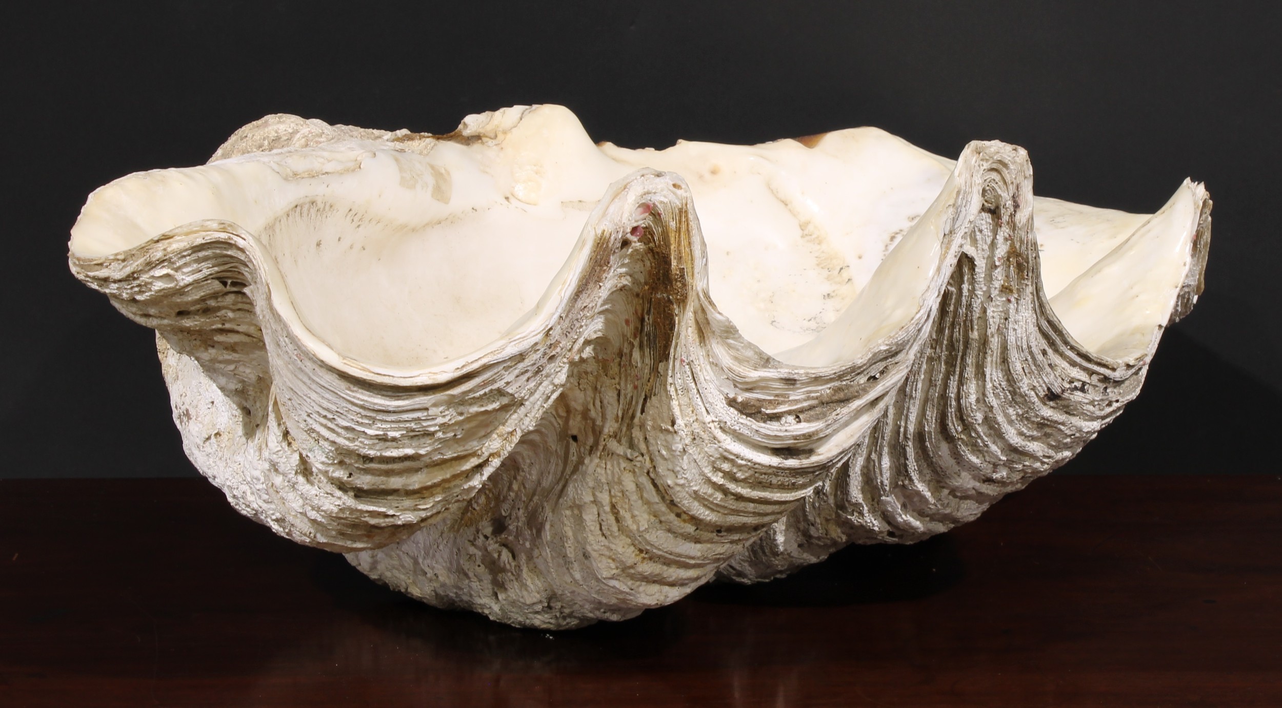 Natural History - a giant clam (tridacna gigas), 65.5cm wide Reputedly from The Grotto, Grey