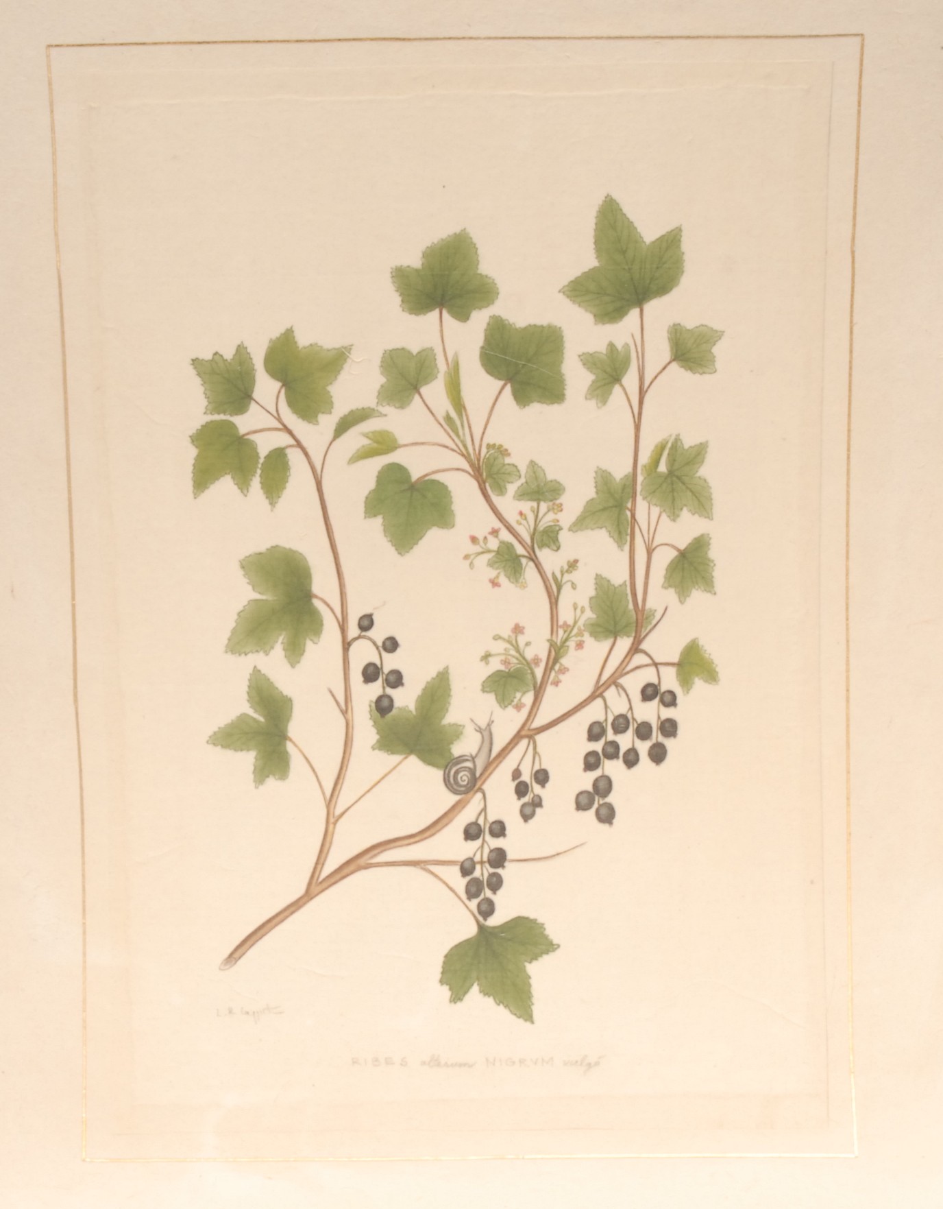 Interior Decoration, La Roche Laffitte, thirteen botanical studies, watercolours, signed, - Bild 8 aus 13