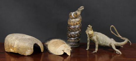 Taxidermy - an iguana, 35.5cm long; a coiled snake, 33cm high; an armadillo shell; another (4)