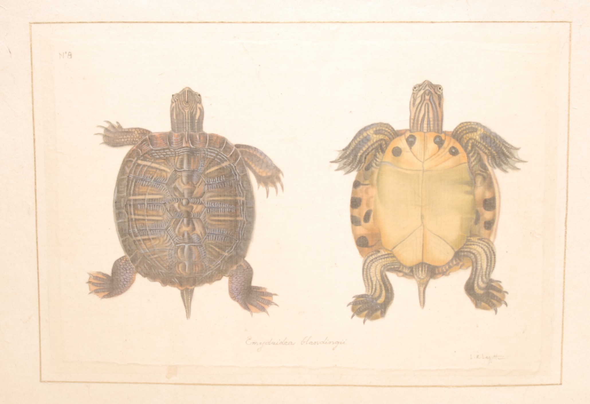 Interior Decoration, La Roche Laffitte, six Natural History studies of Tortoises (Testudines), - Bild 6 aus 7