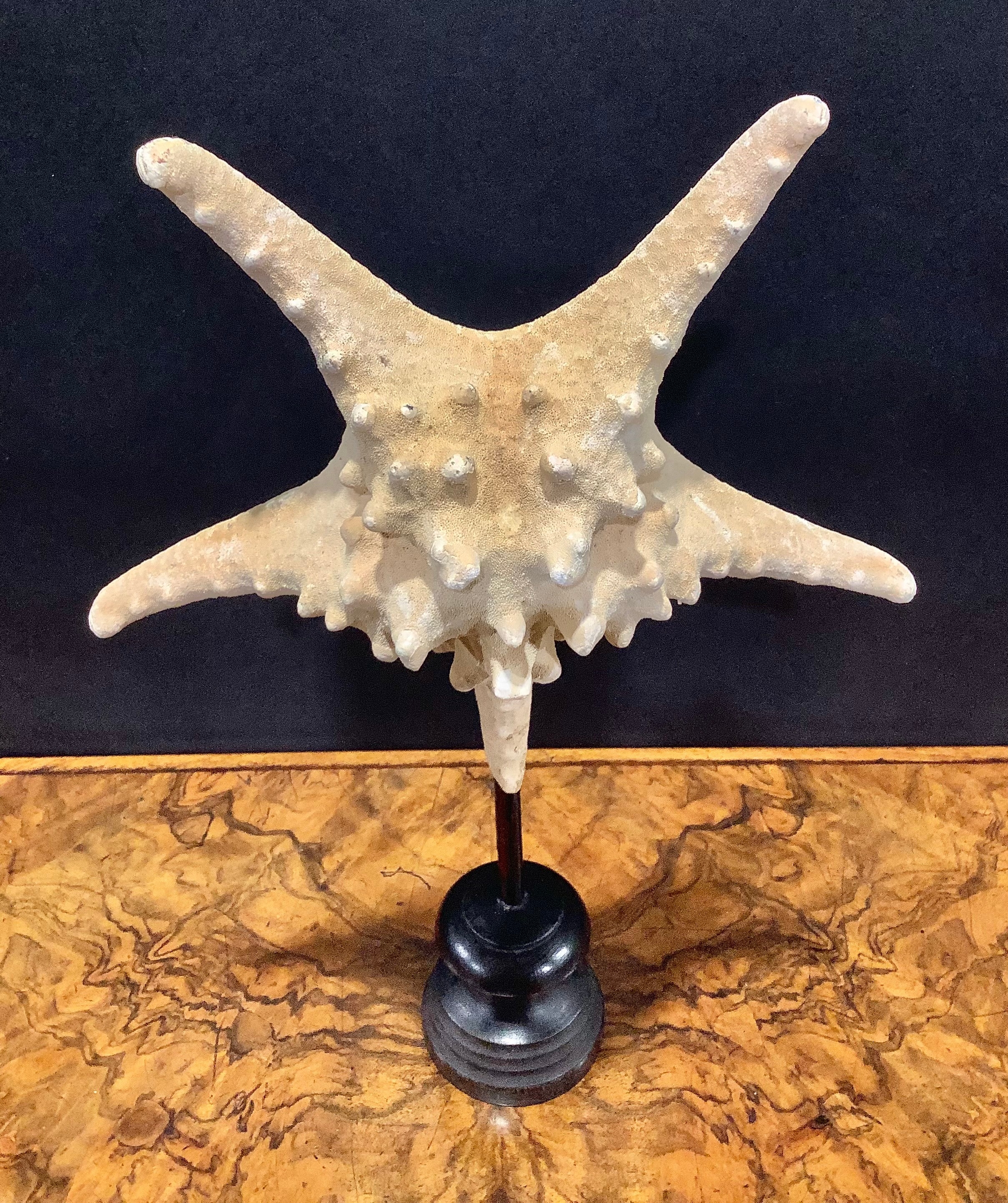 Natural History - a large starfish specimen, mounted for display, 40cm high overall - Image 6 of 6