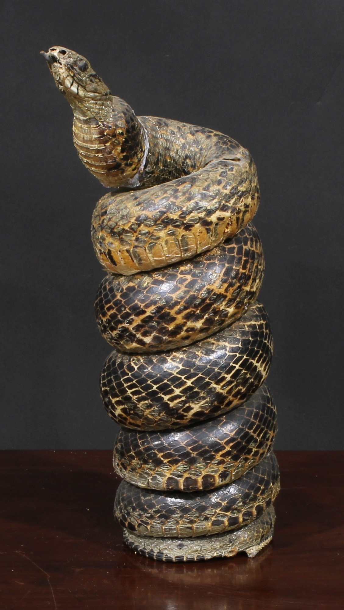 Taxidermy - an iguana, 35.5cm long; a coiled snake, 33cm high; an armadillo shell; another (4) - Image 2 of 5