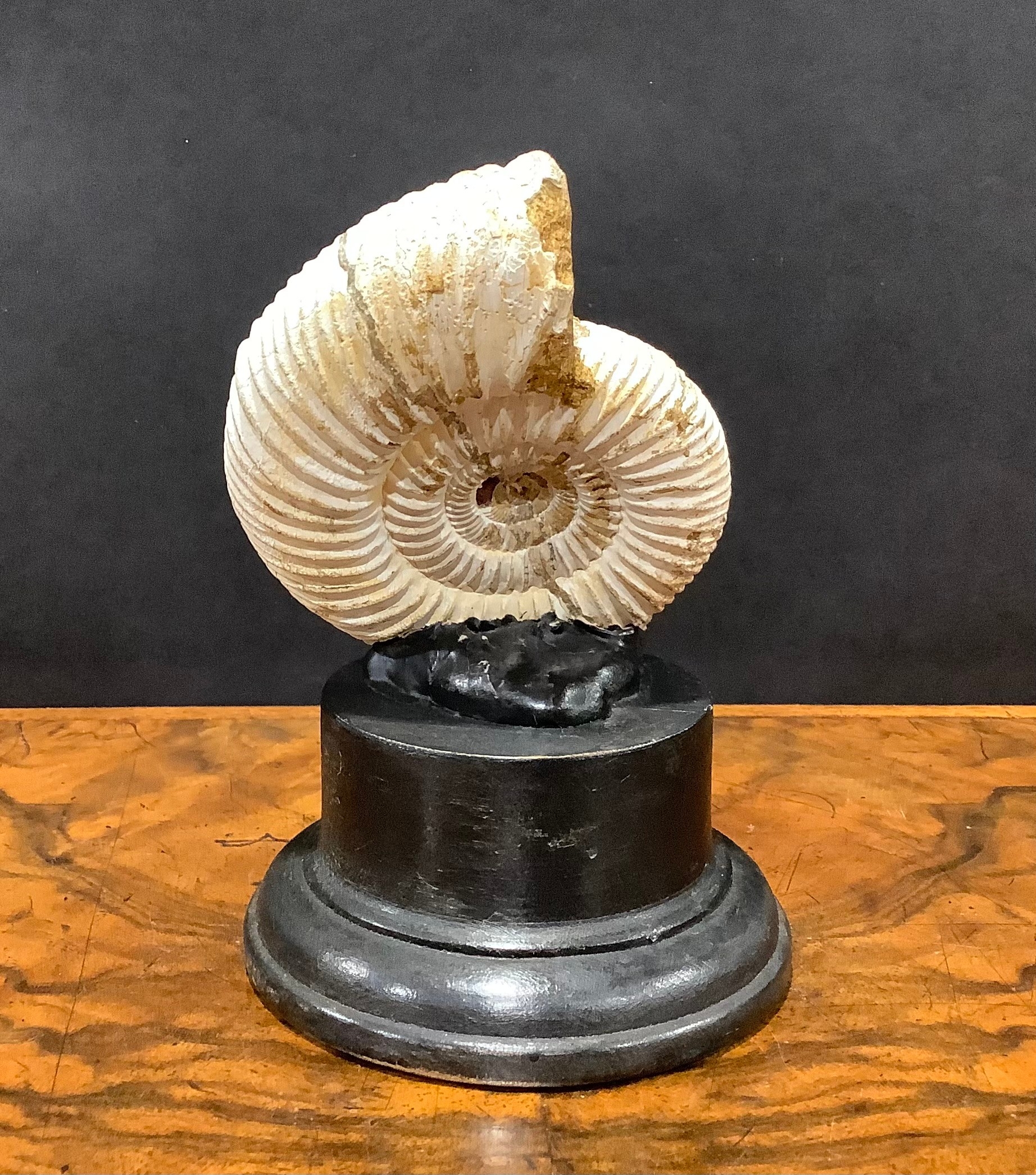 Natural History - Palaeontology - an ammonite fossil, mounted for display, 12.5cm high - Image 3 of 5