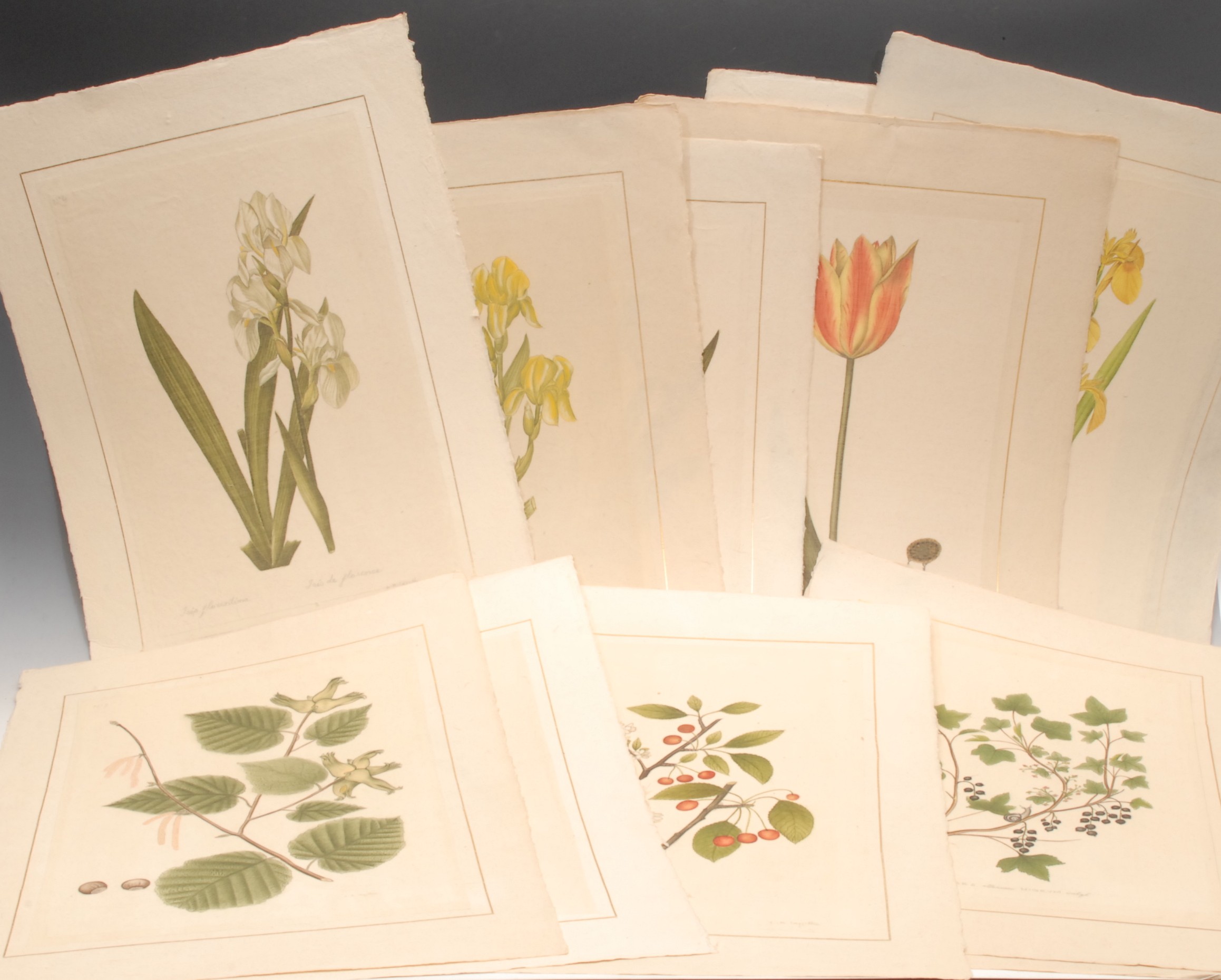 Interior Decoration, La Roche Laffitte, thirteen botanical studies, watercolours, signed,