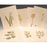 Interior Decoration, La Roche Laffitte, thirteen botanical studies, watercolours, signed,