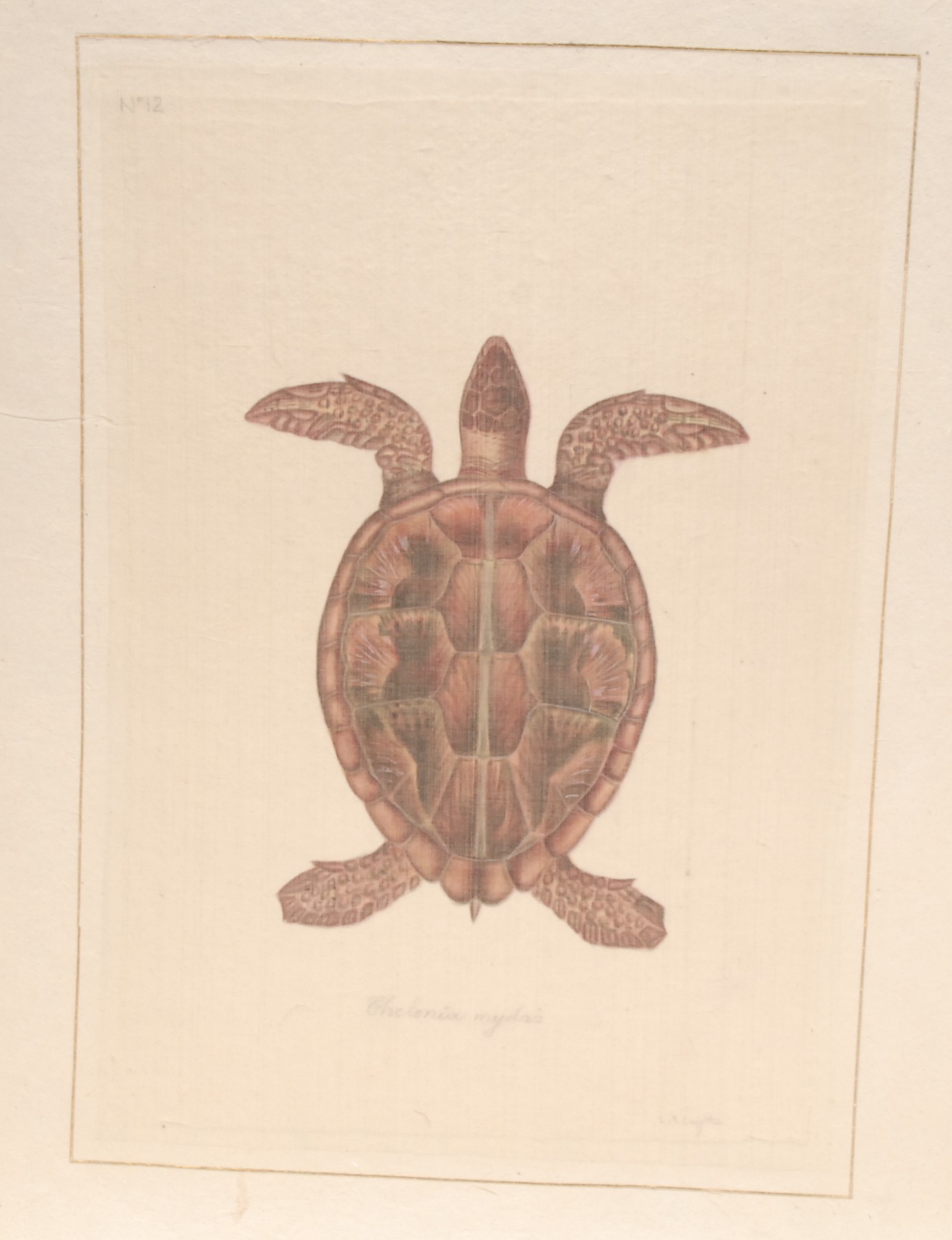 Interior Decoration, La Roche Laffitte, six Natural History studies of Tortoises (Testudines), - Bild 2 aus 7