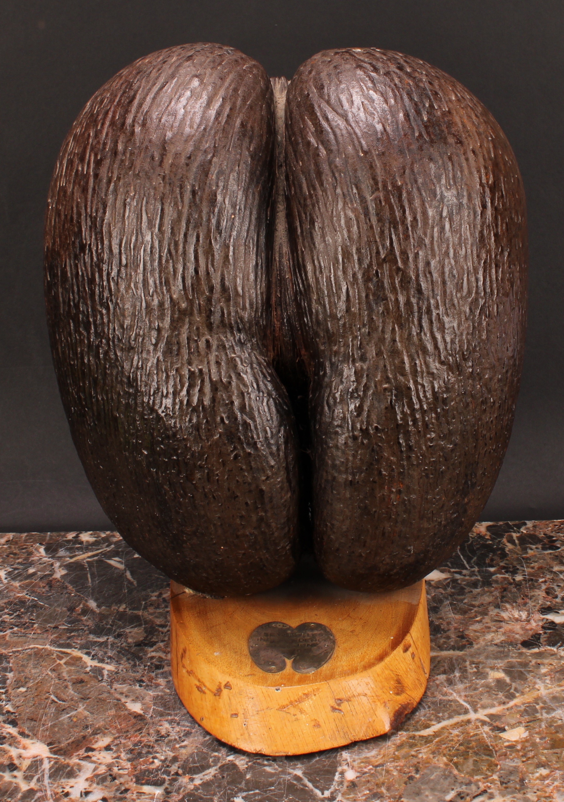 Natural History - a coco de mer (lodoicea), mounted for display, the base with silver coloured metal - Image 2 of 5