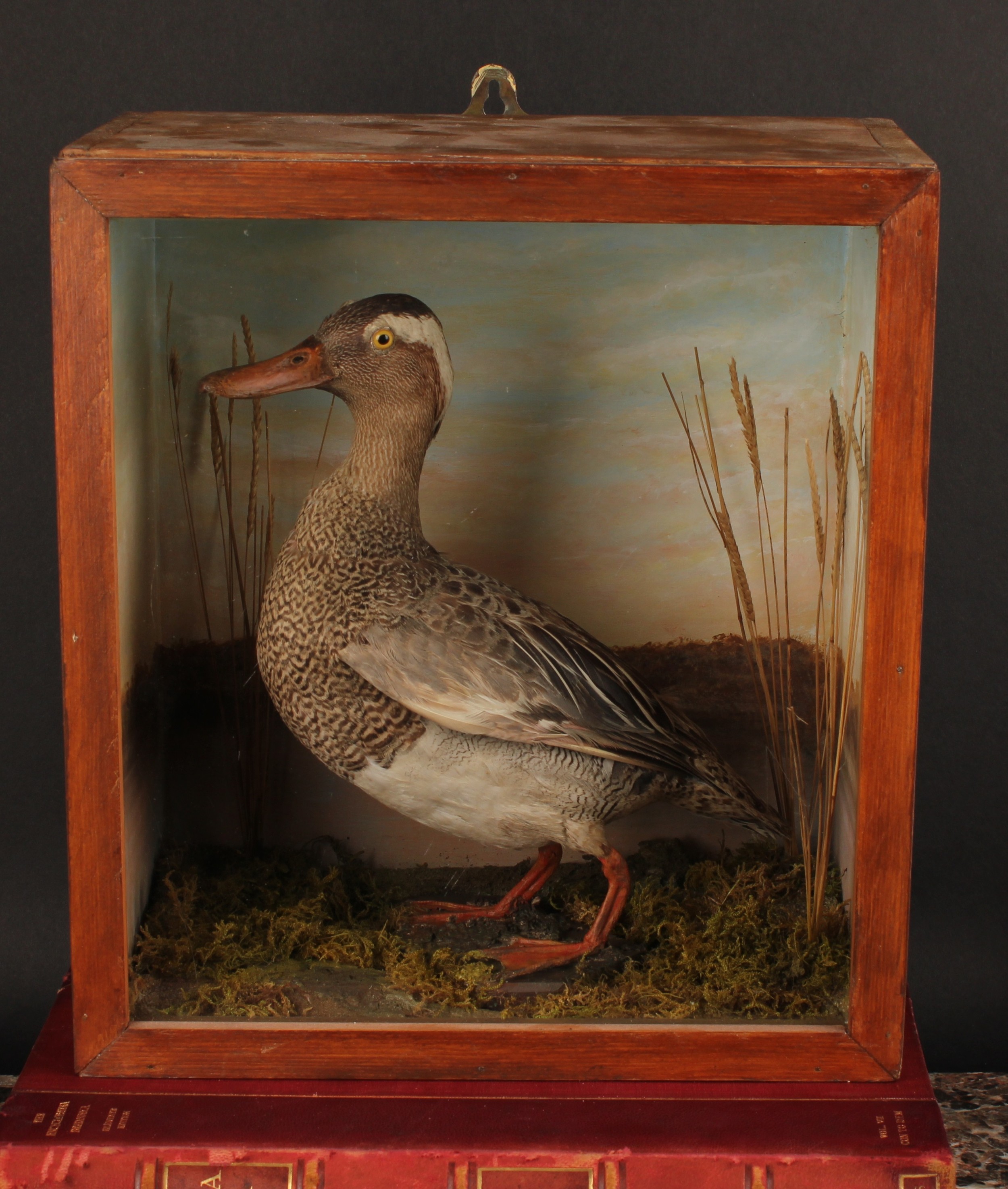 Taxidermy - a garganey duck (Spatula querquedula), naturalistically mounted, cased, 30.5cm high,