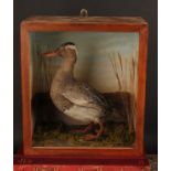 Taxidermy - a garganey duck (Spatula querquedula), naturalistically mounted, cased, 30.5cm high,