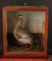 Taxidermy - a garganey duck (Spatula querquedula), naturalistically mounted, cased, 30.5cm high,