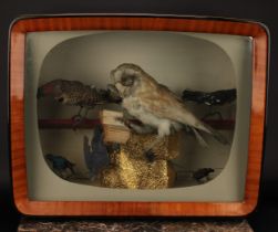 Taxidermy - a diorama in a 1960s TV cabinet, bespectacled Owl reading a book; other smaller birds