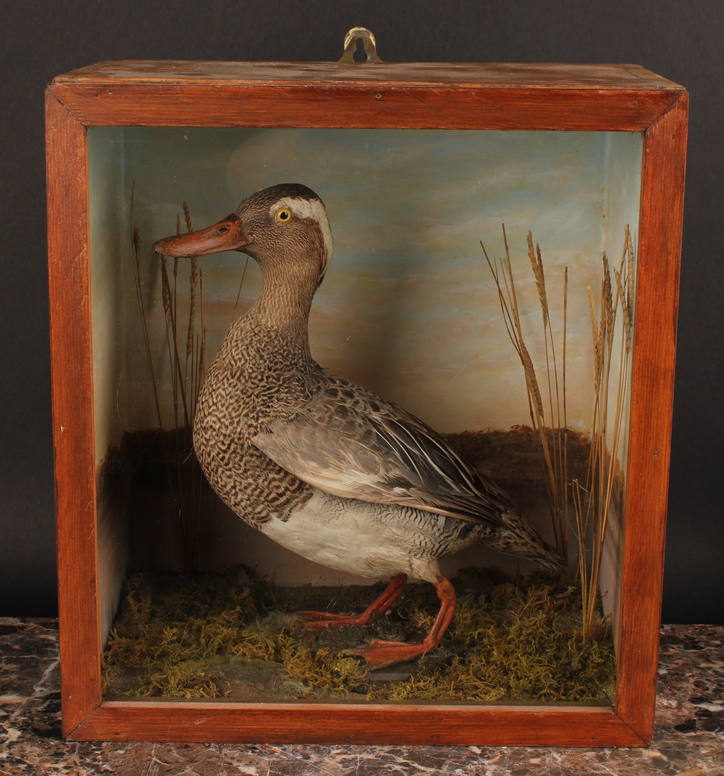Taxidermy - a garganey duck (Spatula querquedula), naturalistically mounted, cased, 30.5cm high, - Image 2 of 2