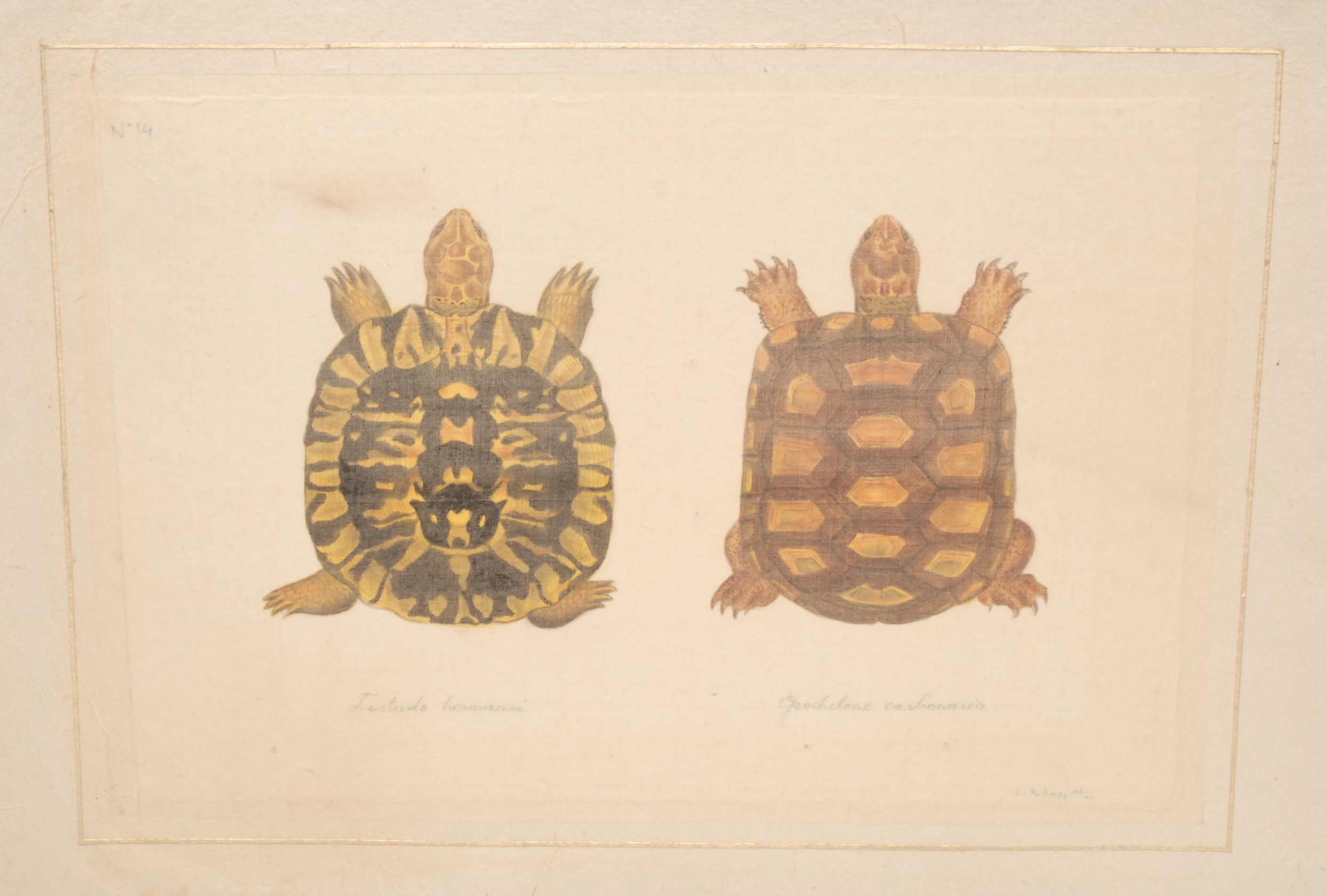 Interior Decoration, La Roche Laffitte, six Natural History studies of Tortoises (Testudines), - Bild 3 aus 7