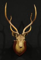 Taxidermy - an Indian chital or spotted deer (Axis axis), the mounted applied with a plaque,