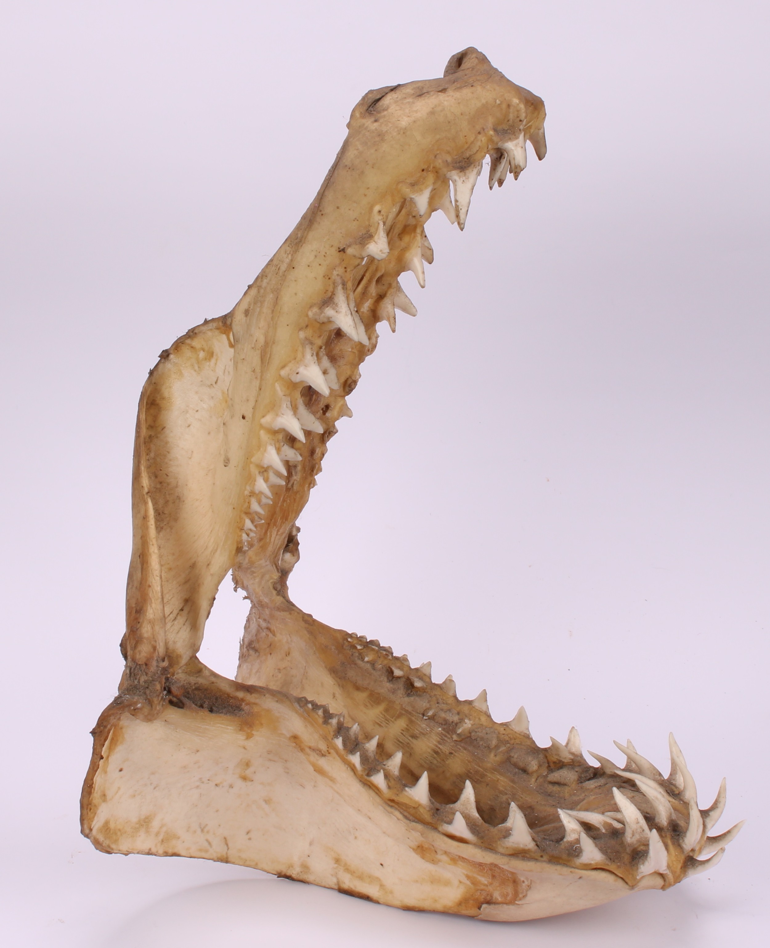 Natural History - a marine specimen, jawbones and teeth, 30cm long; others (3) - Image 3 of 5