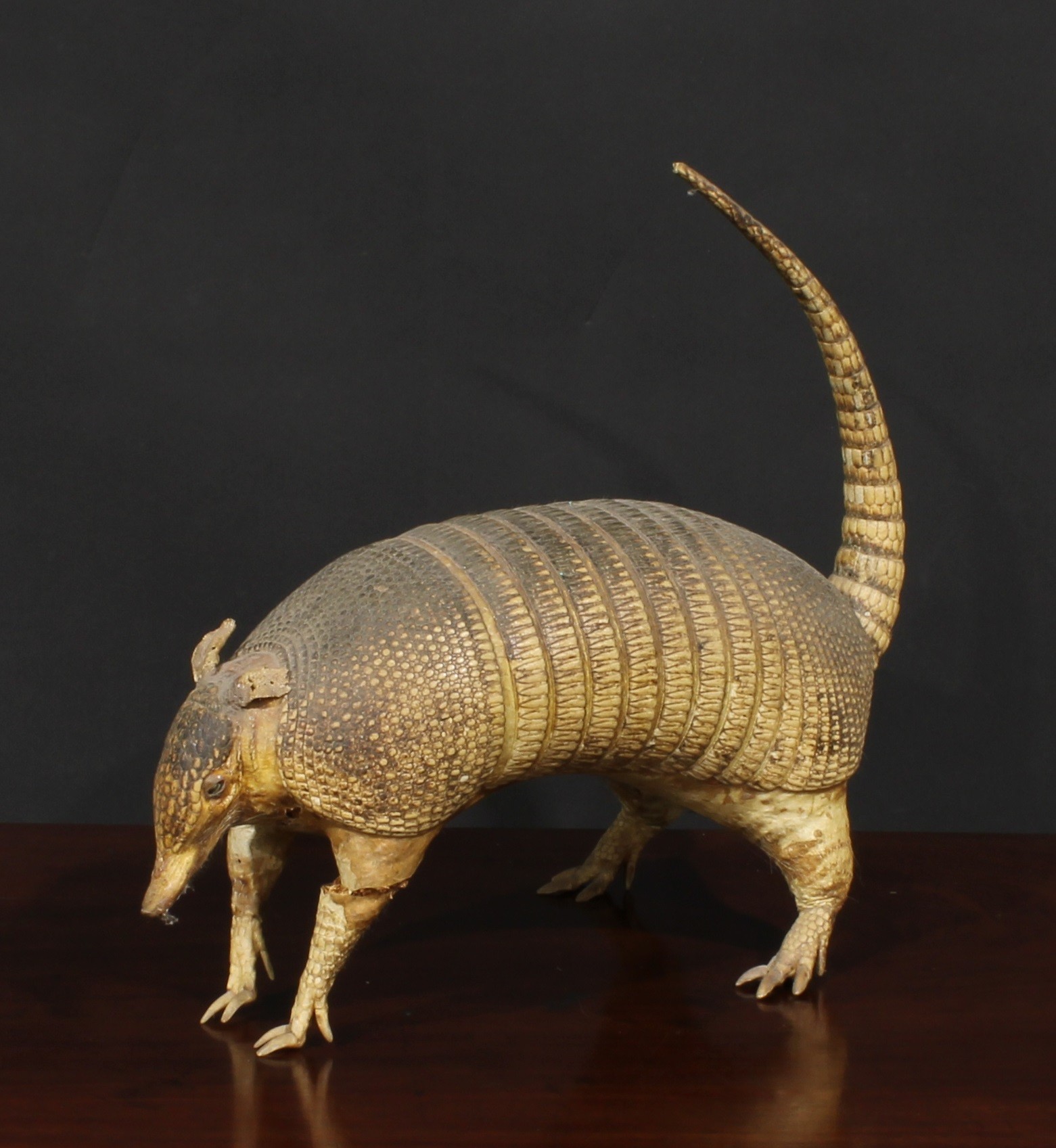 Taxidermy - a caiman, 107cm long; an armadillo, 37cm long (2) - Image 5 of 5