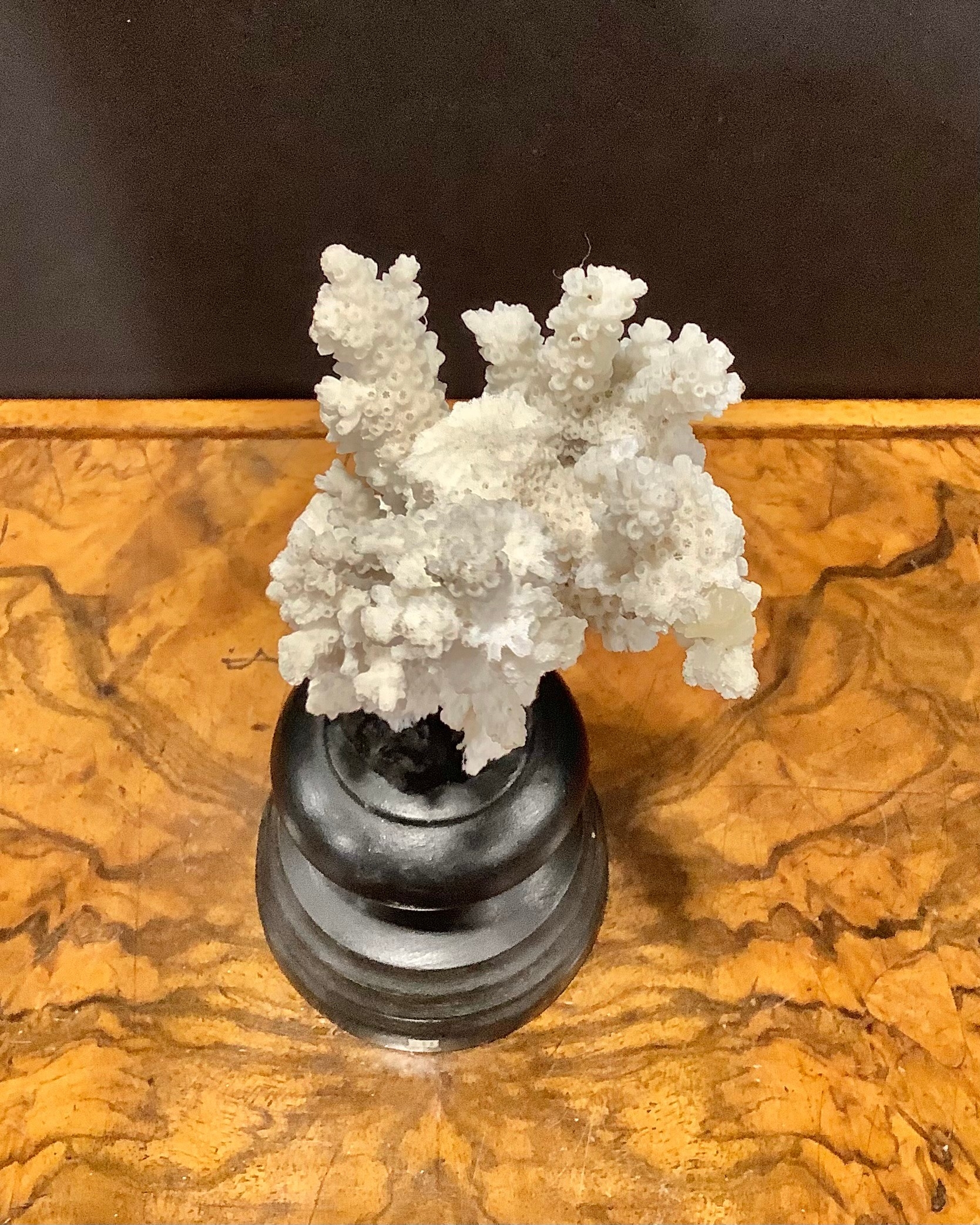 Natural History - a coral specimen, mounted for display, 23cm high - Image 5 of 5