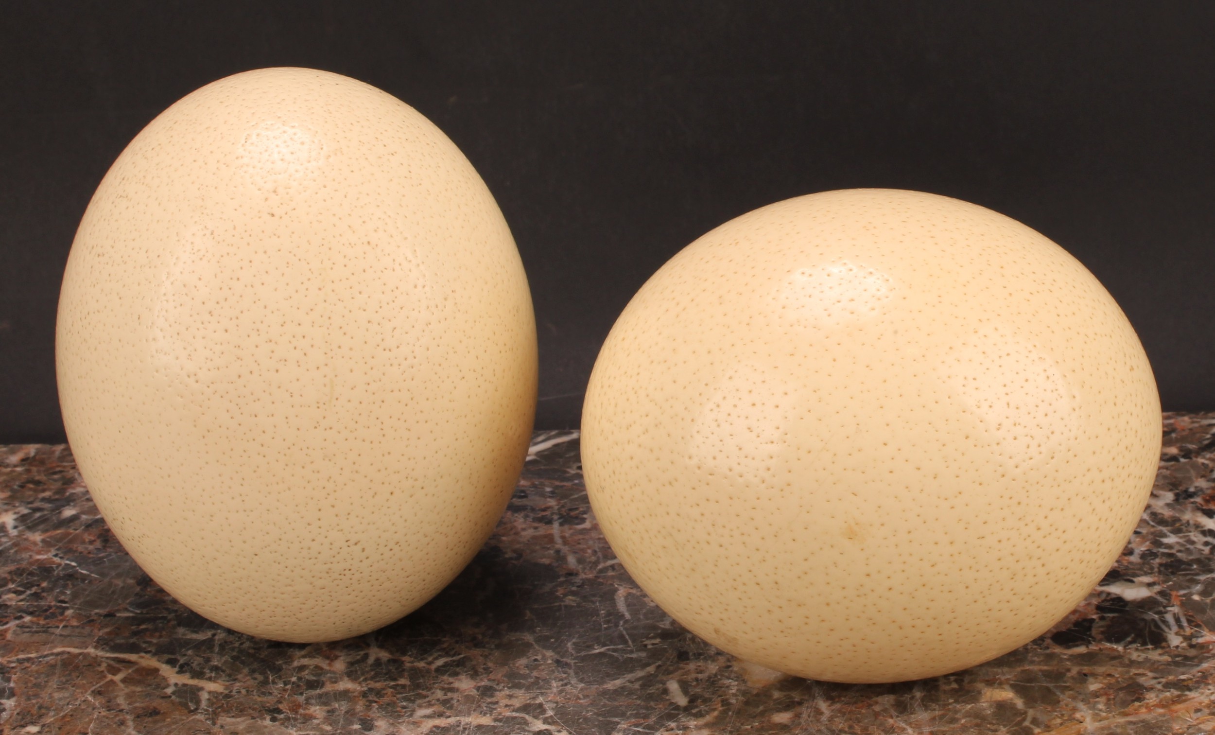 Natural History - an ostrich egg, 15cm long; another (2) - Image 2 of 2