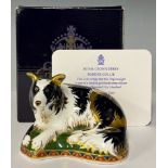 A Royal Crown Derby paperweight, Border Collie, gold backstamp limited edition 81/2,500, signed in