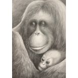 Peter Samson (British, bn.1978), Orangutans, Mother and Child, signed, fine pencil drawing, 29cm x