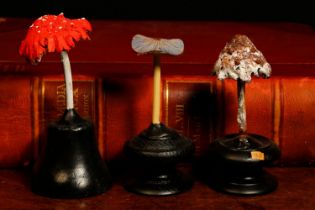 Natural History, Mycology - a painted softwood fungi/fungus specimen model, mounted for display,