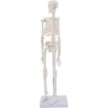 MIIRR Human Skeleton Anatomical Model, 17'' Mini Size Medical Skeleton Model with Movable Arms and