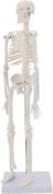 MIIRR Human Skeleton Anatomical Model, 17'' Mini Size Medical Skeleton Model with Movable Arms and