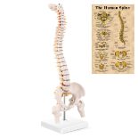 RRP £29.99 MIIRR Mini Spine Anatomy Model, Human Spine Model with Spinal Disc Pelvis Model Perfect