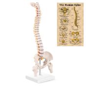 RRP £29.99 MIIRR Mini Spine Anatomy Model, Human Spine Model with Spinal Disc Pelvis Model Perfect