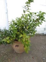 Large terracotta pot with plant