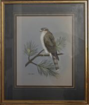 BASIL EDE (BRITISH, 1931-2016), Sparrowhawk , framed and glazed gouache and watercolour 49cm x58cm