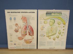 2 Moulded plastic anatomical wall charts 54cm x 74cm approx