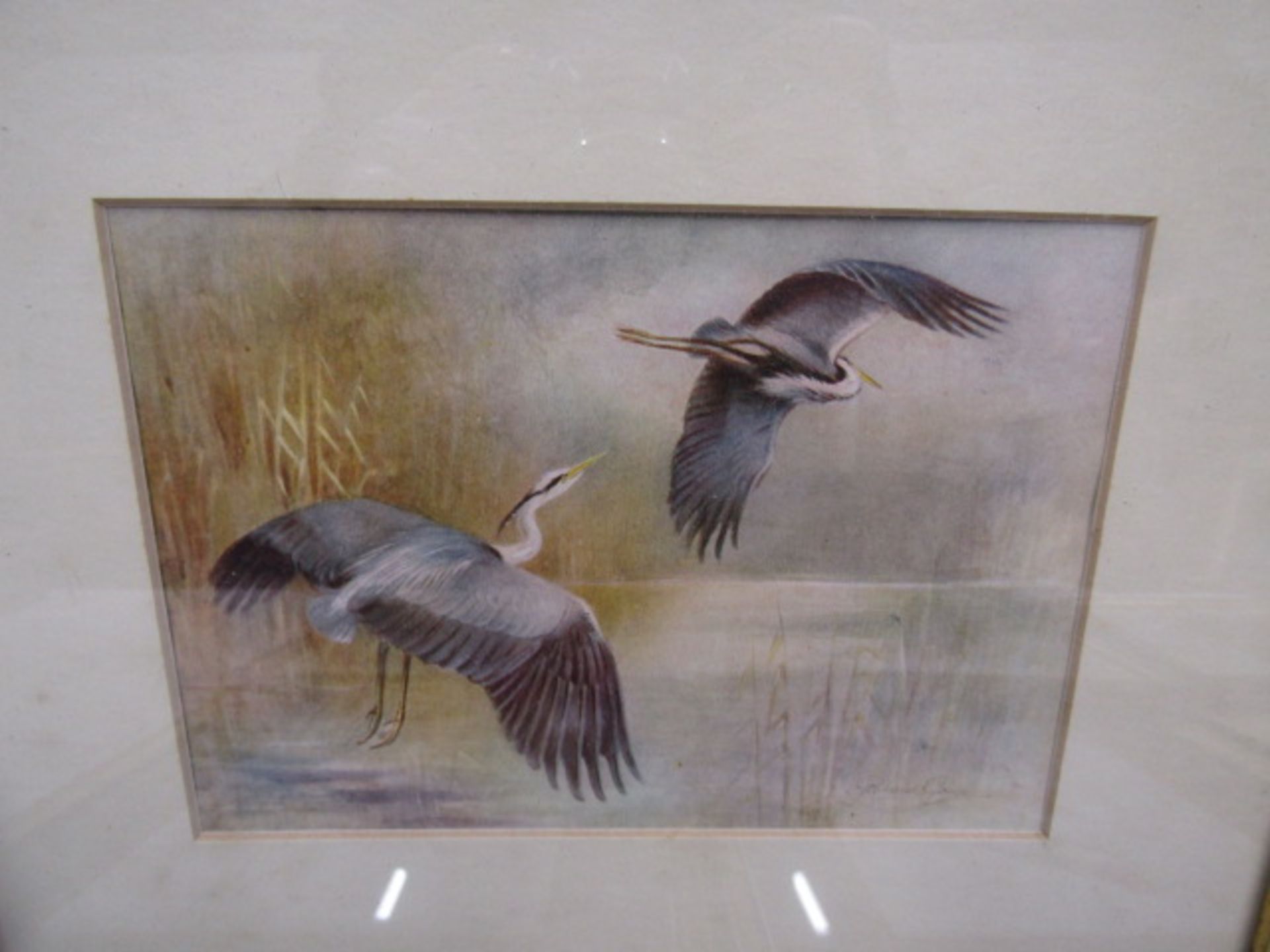 Roland Green prints of birds and 3 others of birds - Image 5 of 7