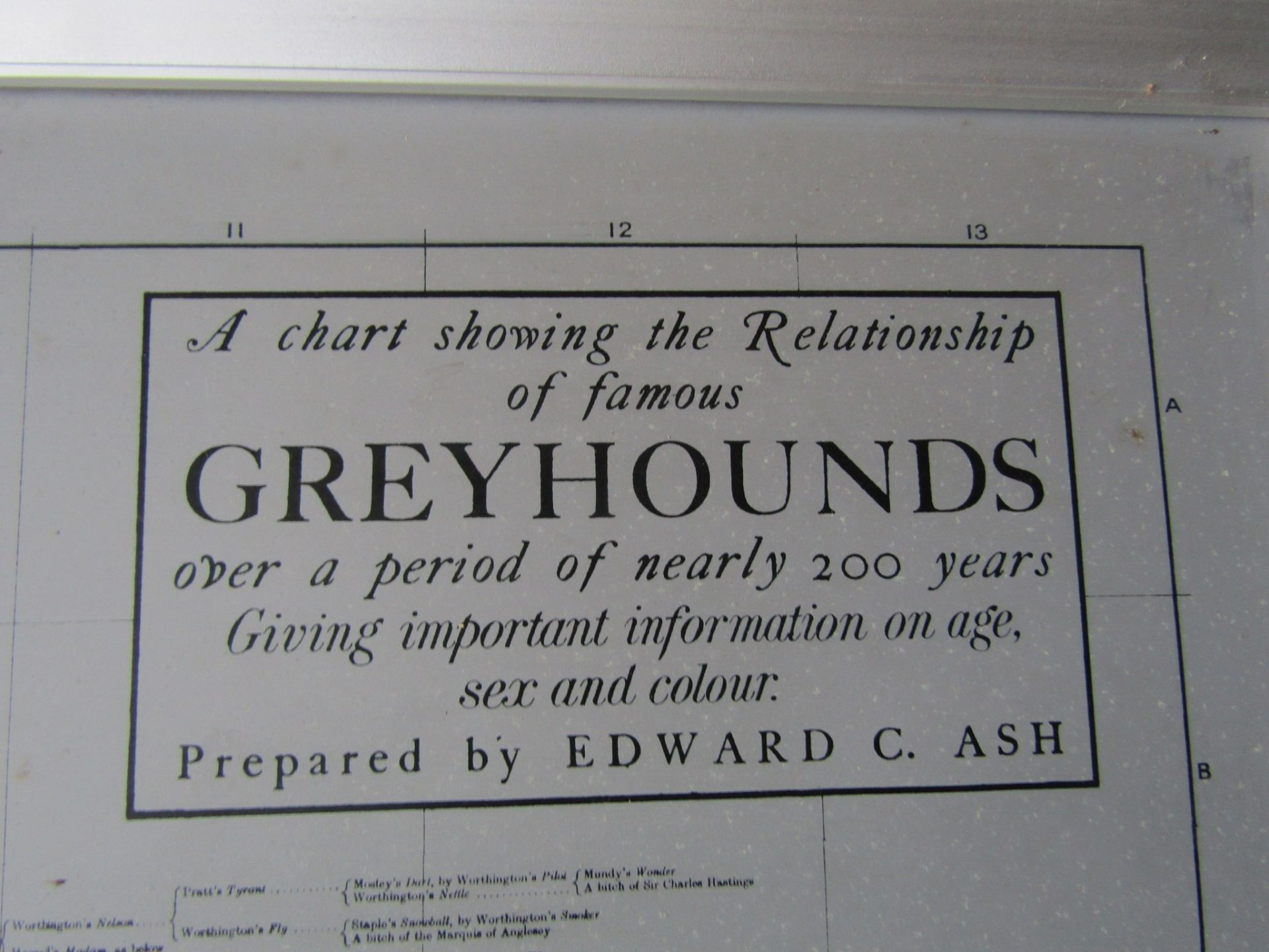 A chart showing the relationship of famous greyhounds over a a period of 200 years, prepared by - Image 3 of 3