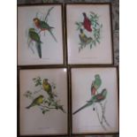 set 4 prints birds 43x32cm