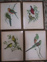 set 4 prints birds 43x32cm