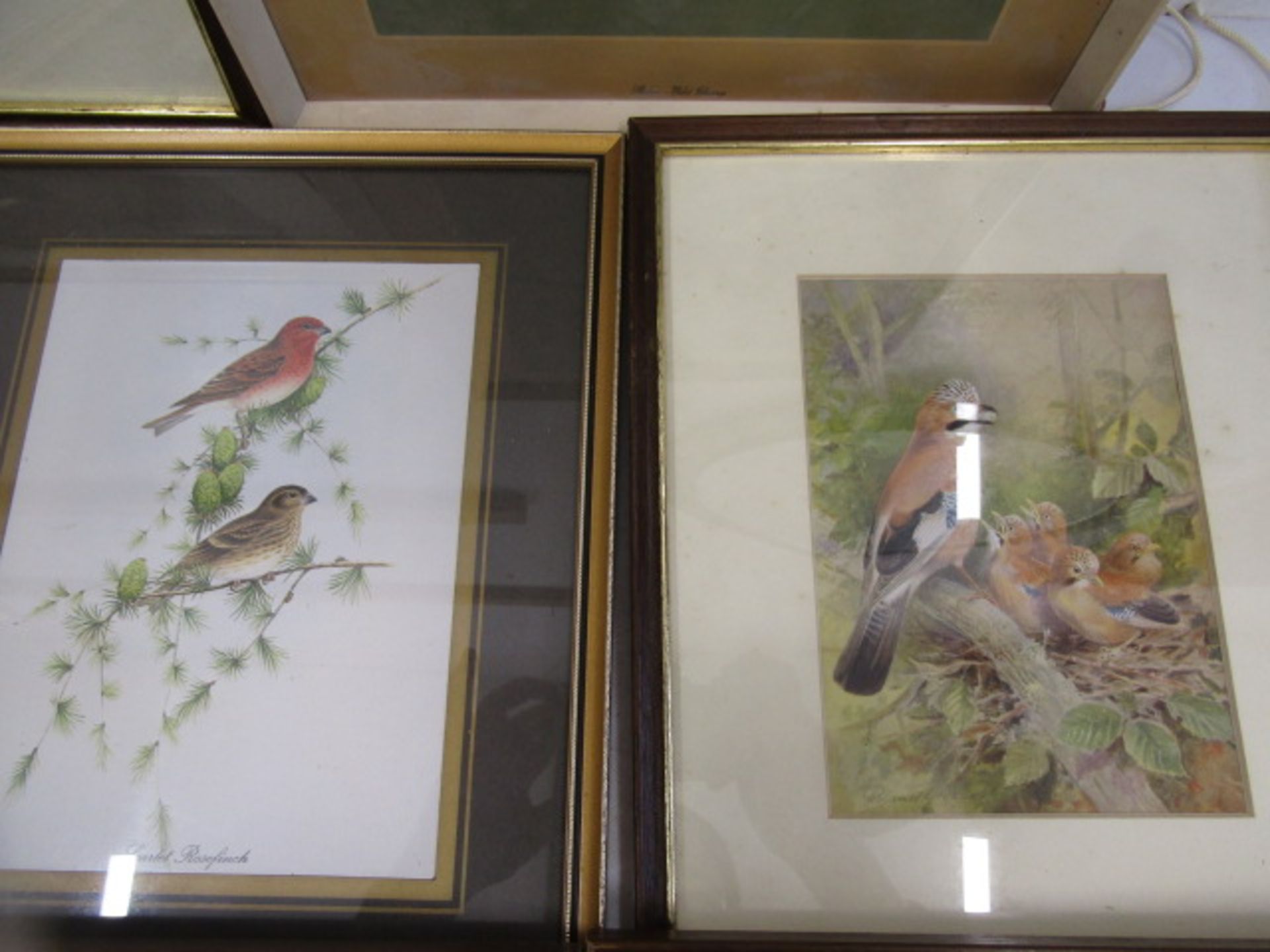 Roland Green prints of birds and 3 others of birds - Image 4 of 7