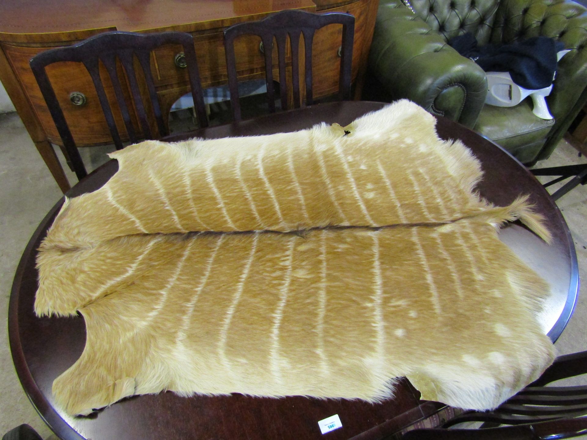 2 Animal skins (some rips as seen in pictures) - Image 2 of 5