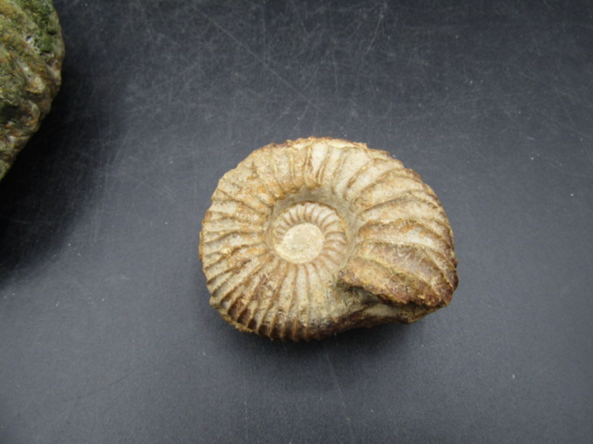 2 ammonite and Orthoceras fossils - Image 2 of 6
