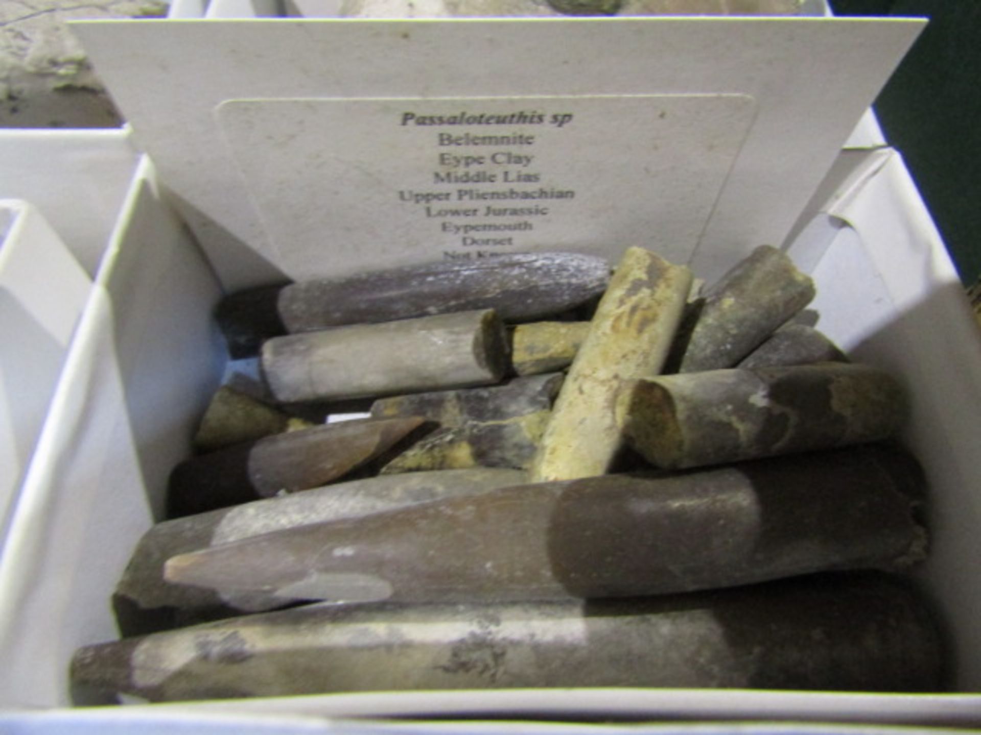 A tray of fossils with descriptions - Image 17 of 19