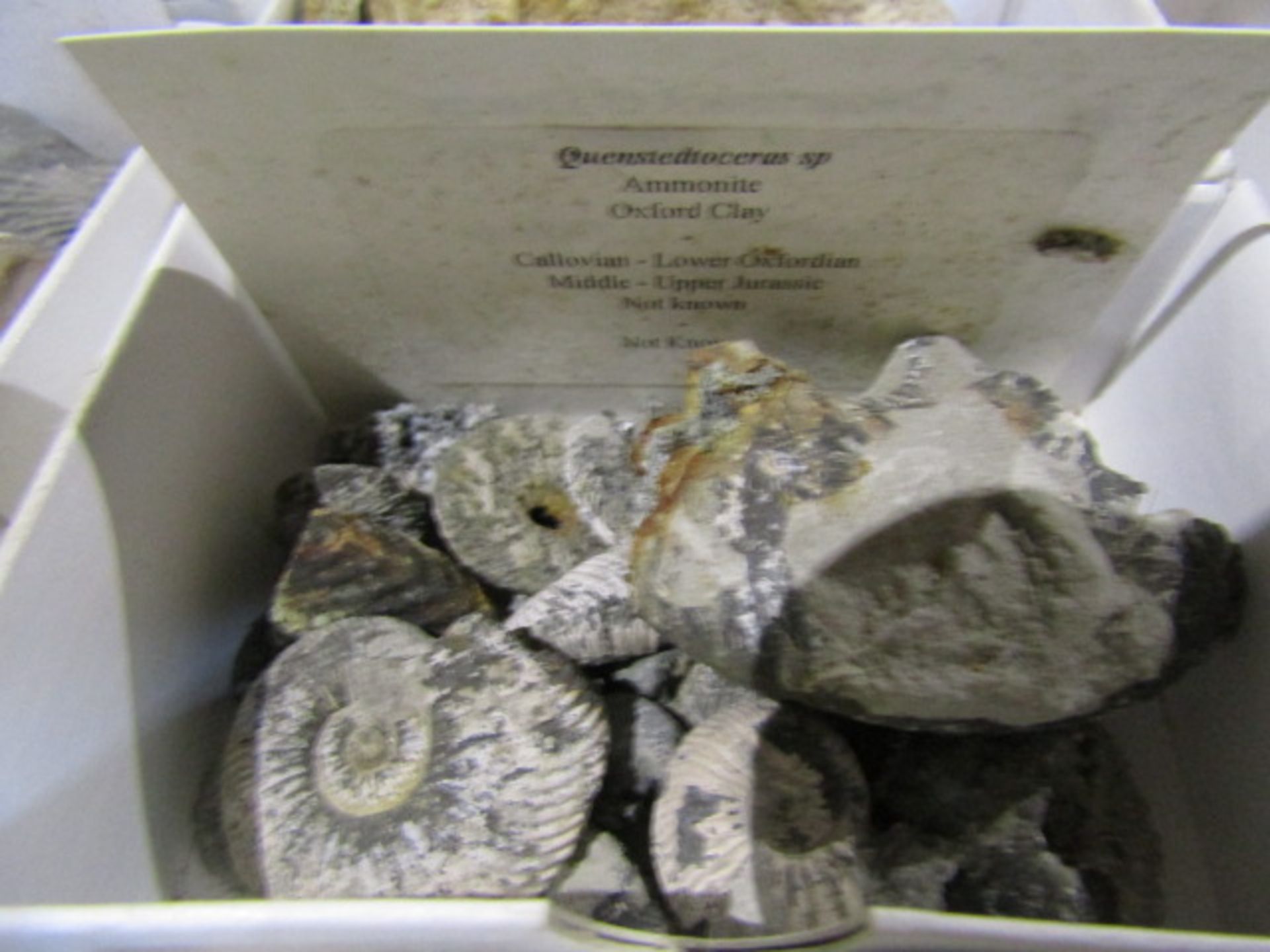 A tray of fossils with descriptions - Image 5 of 19