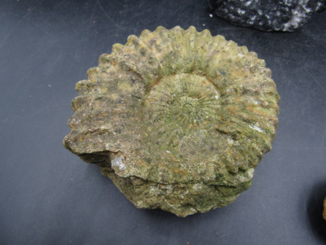 2 ammonite and Orthoceras fossils - Image 3 of 6