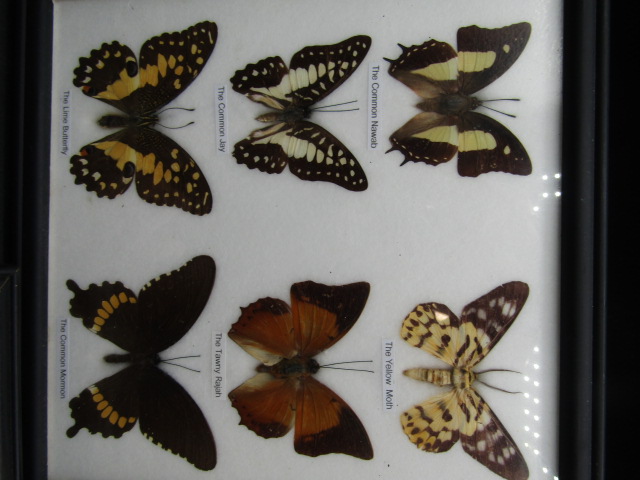 3 framed butterfly displays - Image 2 of 4