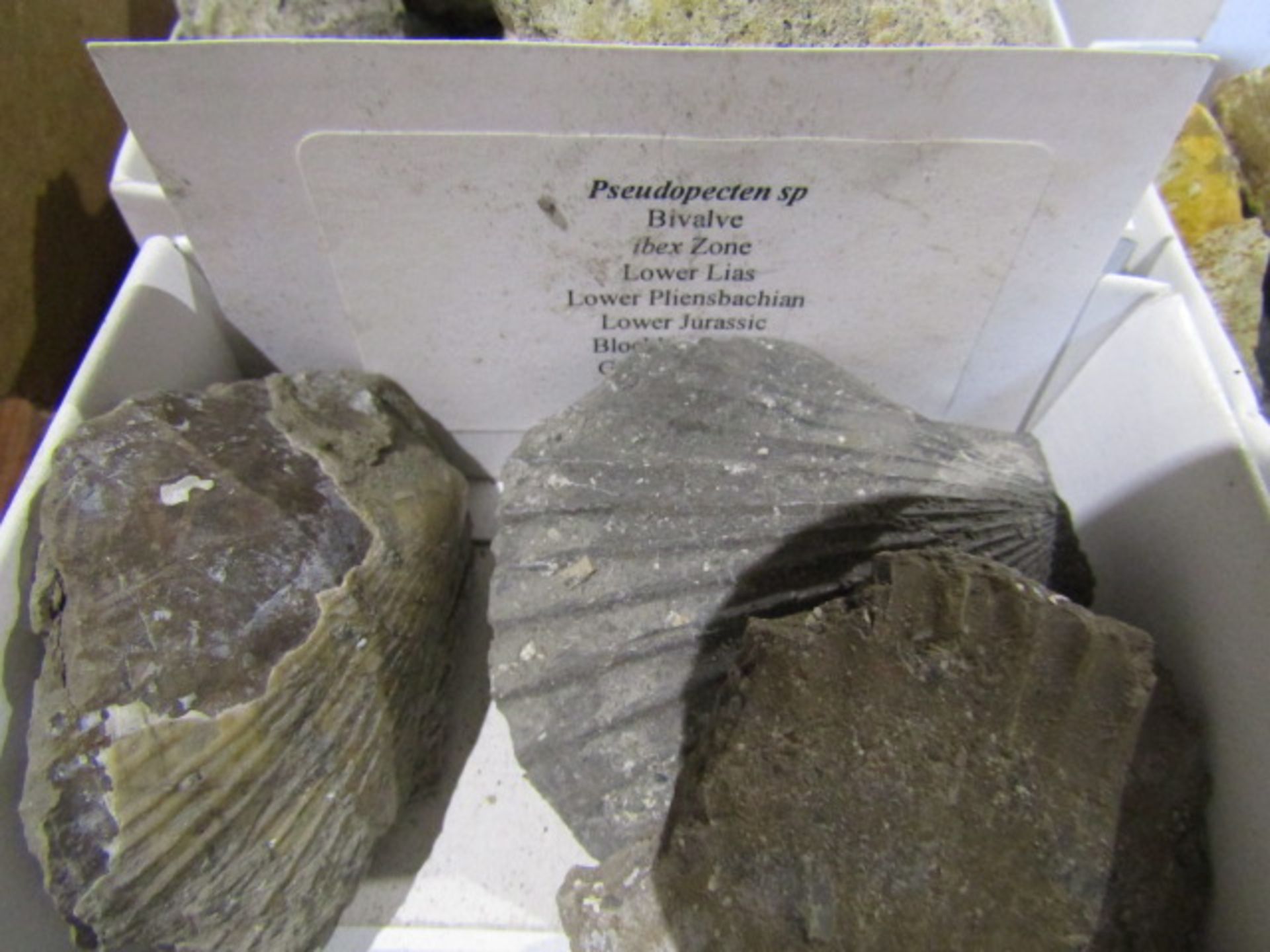 A tray of fossils with descriptions - Image 8 of 19