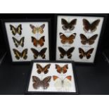 3 framed butterfly displays