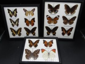 3 framed butterfly displays