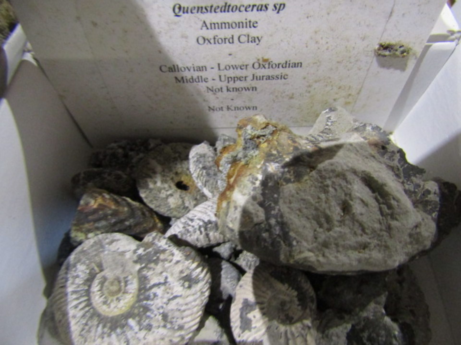 A tray of fossils with descriptions - Image 11 of 19