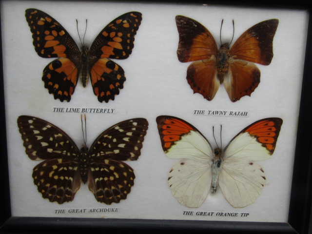 3 framed butterfly displays - Image 4 of 4