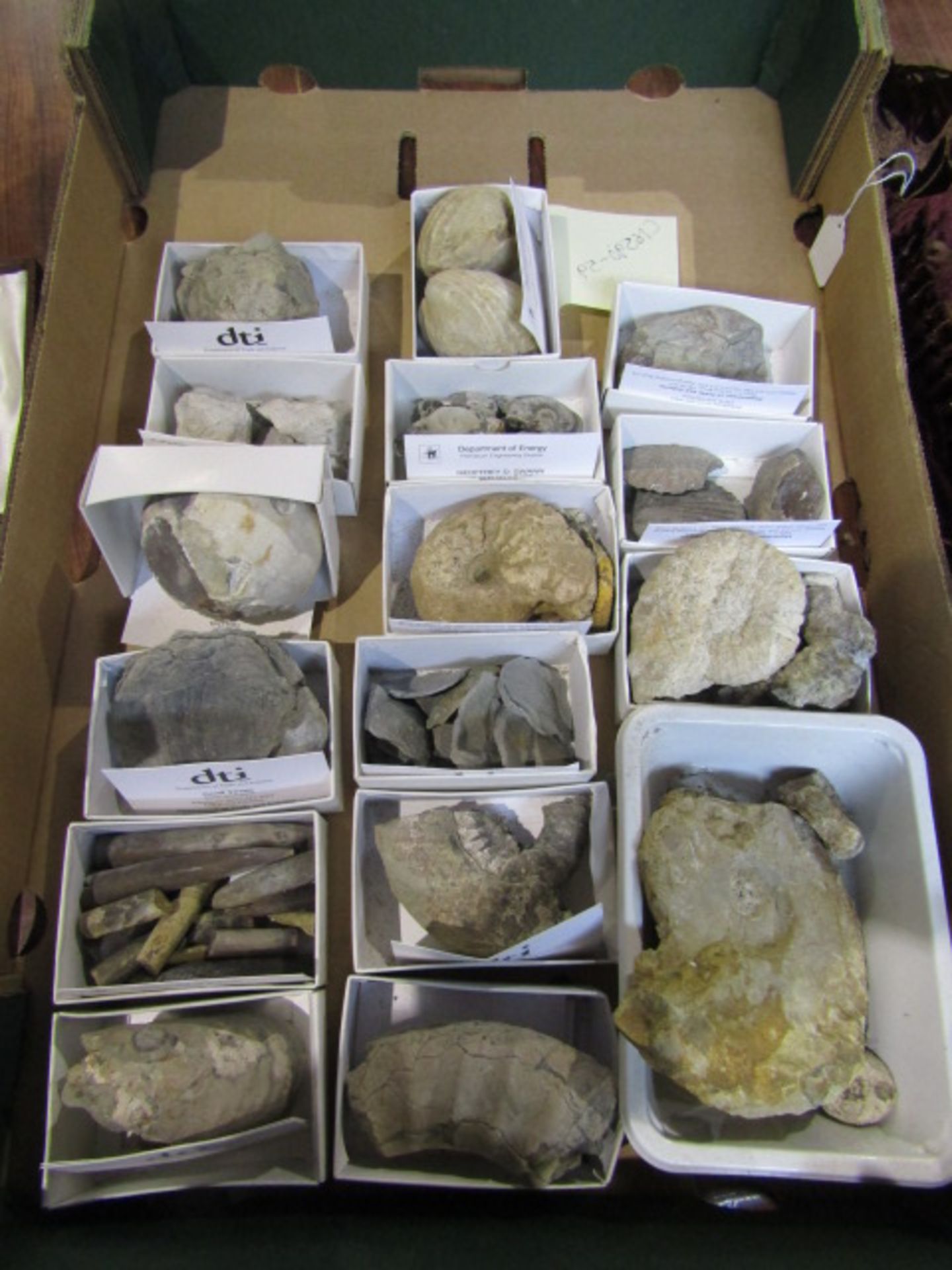 A tray of fossils with descriptions