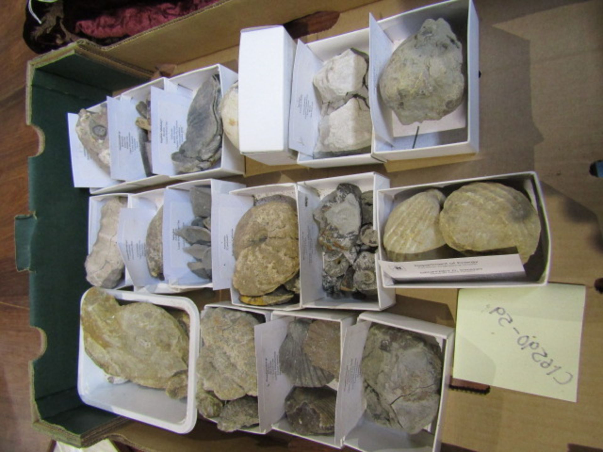 A tray of fossils with descriptions - Image 2 of 19